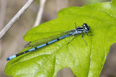 Agrion jouvencelle