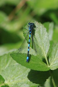 Agrion de Mercure