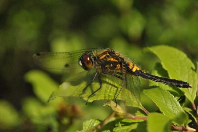 Leucorrhinia caudalis
