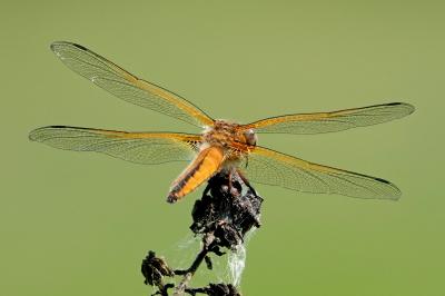 Libellule fauve 