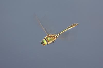 Cordulie bronzée 