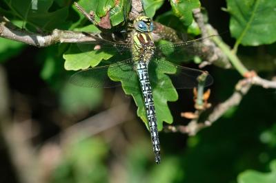 Aeschne printanière  (<i>Brachytron pratense</i>)