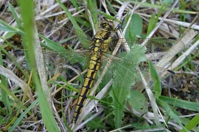Orthétrum réticulé  (<i>Orthetrum cancellatum</i>)