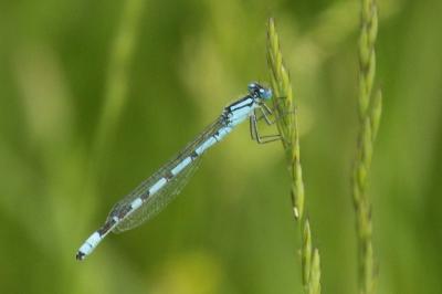Agrion porte-coupe