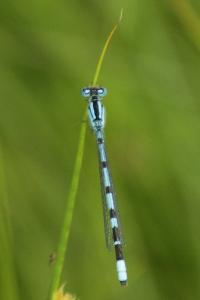 Agrion porte-coupe