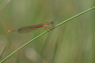 Agrion délicat