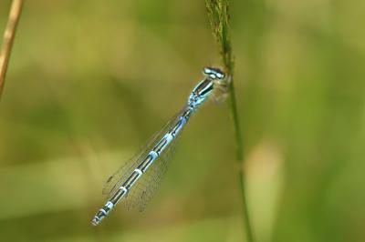 Agrion mignon 