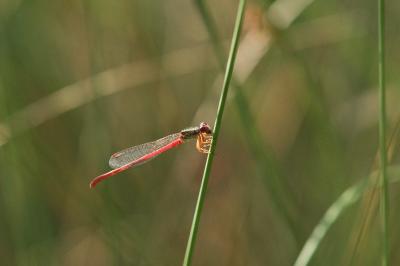 Agrion délicat (<i>Ceriagrion tenellum</i>)
