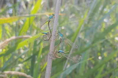 Agrion élégant