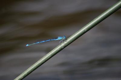 Agrion de Vander Linden (<i>Erythromma lindenii</i>)