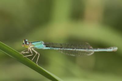 Agrion nain 