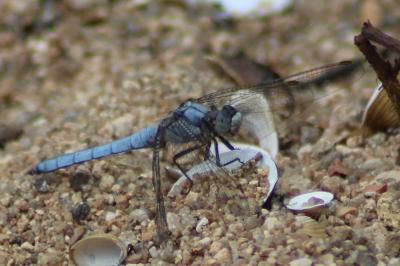 Orthétrum brun  (<i>Orthetrum brunneum</i>)