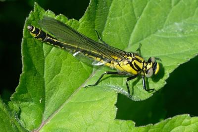 Gomphe vulgaire  (<i>Gomphus vulgatissimus</i>)