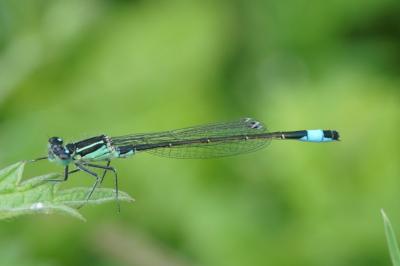 Agrion élégant (<i>Ischnura elegans</i>)