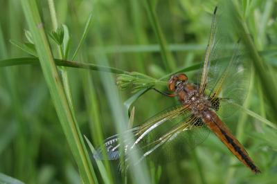 Libellule fauve  (<i>Libellula fulva</i>)