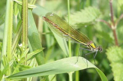 Caloptéryx éclatant (<i>Calopteryx splendens</i>)