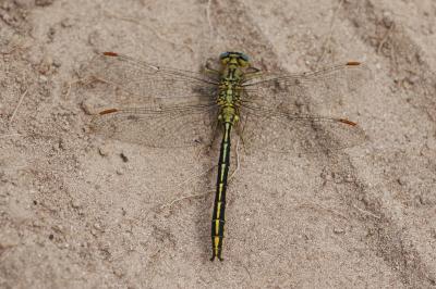 Gomphe joli  (<i>Gomphus pulchellus</i>)