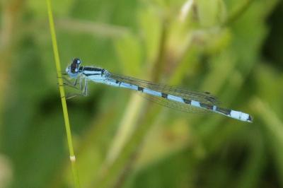 Agrion porte-coupe