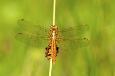 Crocothémis écarlate  (<i>Crocothemis erythraea</i>)