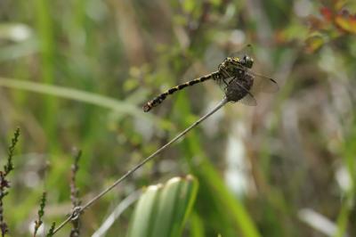 Gomphe à forceps  (<i>Onychogomphus forcipatus</i>)