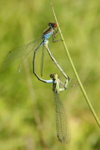 Naïade au corps vert 