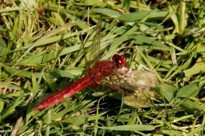 Crocothémis écarlate  (<i>Crocothemis erythraea</i>)