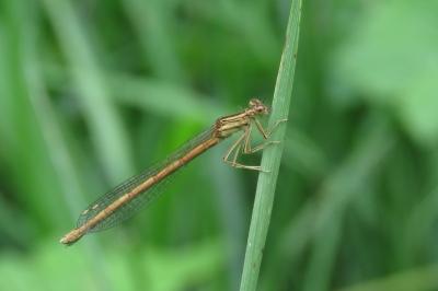 Agrion orangé (<i>Platycnemis acutipennis</i>)