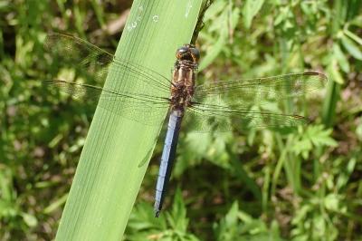 Orthétrum bleuissant  (<i>Orthetrum coerulescens</i>)