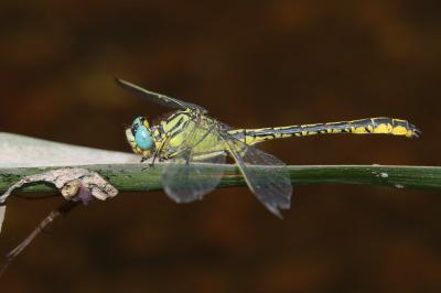 Gomphe semblable  (<i>Gomphus simillimus</i>)
