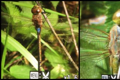 Anax porte-selle  (<i>Hemianax ephippiger</i>)