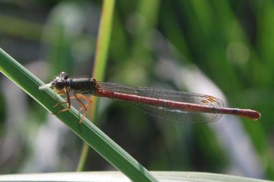 Agrion délicat (<i>Ceriagrion tenellum</i>)