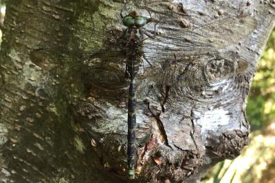 Aeschne paisible 