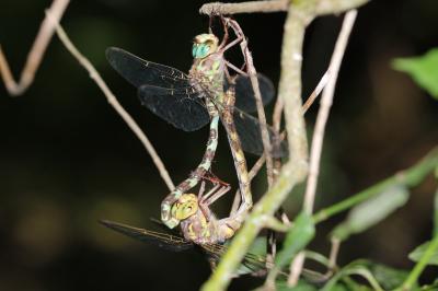 Aeschne paisible 