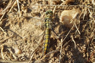 Orthétrum réticulé  (<i>Orthetrum cancellatum</i>)