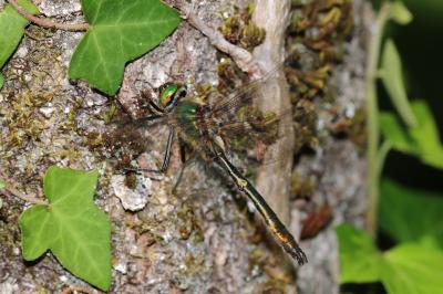 Cordulia aenea