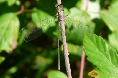 Leste vert