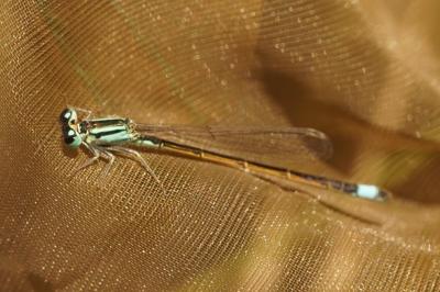 Ischnura elegans