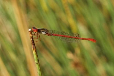 Agrion délicat (<i>Ceriagrion tenellum</i>)