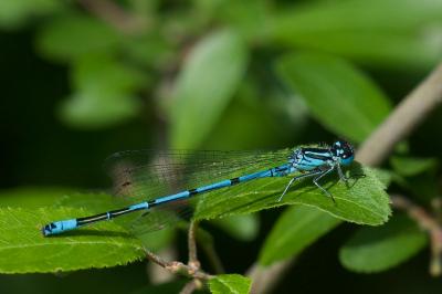 Agrion jouvencelle (<i>Coenagrion puella</i>)