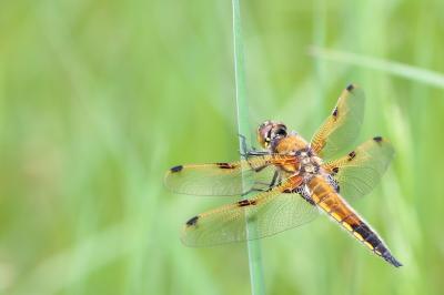 Libellule quadrimaculée  (<i>Libellula quadrimaculata</i>)