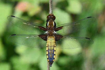 Libellula depressa
