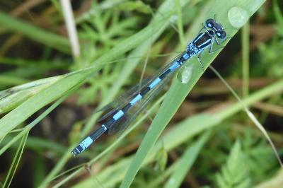 Agrion de Mercure