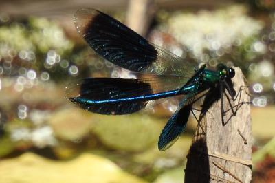 Caloptéryx éclatant (<i>Calopteryx splendens</i>)