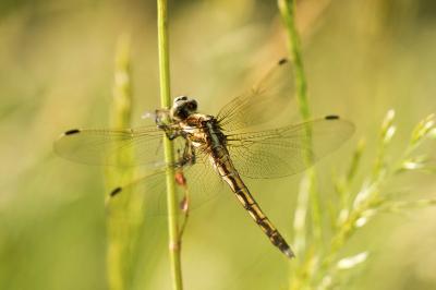 Orthétrum à stylets blancs  (<i>Orthetrum albistylum</i>)