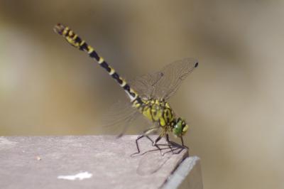 Gomphe à forceps  (<i>Onychogomphus forcipatus</i>)