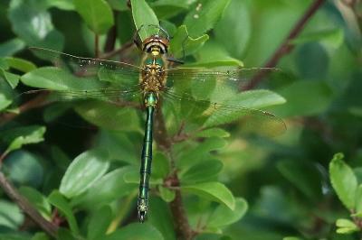 Somatochlora metallica