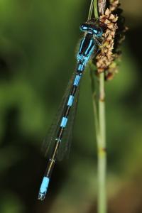 Agrion mignon 