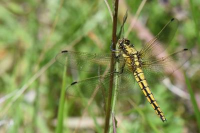 Orthétrum réticulé  (<i>Orthetrum cancellatum</i>)