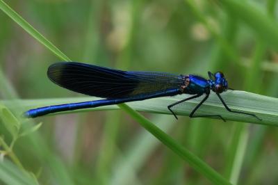 Calopteryx splendens