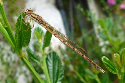 Leste brun (<i>Sympecma fusca</i>)